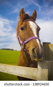 Healthy horse staring directly at the camera, sharp focus on the eyes. - Shutterstock ID 138924650