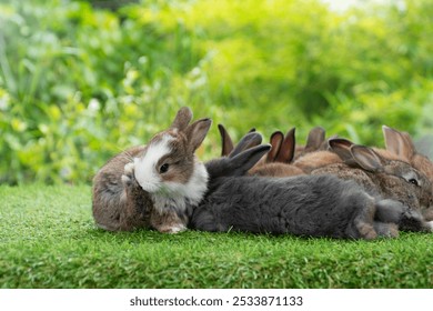 Healthy infant rabbits bunny cleaning paw sitting with family on green grass nature background. Lovely baby white brown rabbit furry bunny playful cleaning body with family lying down green grass. - Powered by Shutterstock