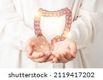 Healthy large intestine anatomy on doctor hands. Concept of healthy bowel digestion, colon cancer screening, intestinal disease treatment or colorectal cancer awareness.