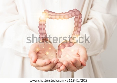 Healthy large intestine anatomy on doctor hands. Concept of healthy bowel digestion, colon cancer screening, intestinal disease treatment or colorectal cancer awareness.