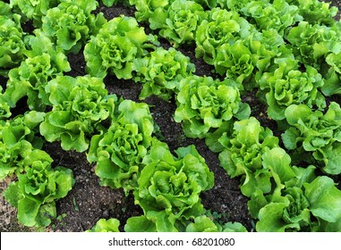 Healthy Lettuce Growing In The Soil