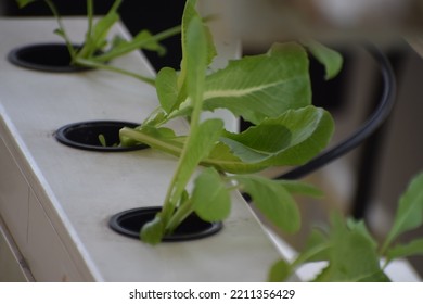 Healthy Lettuce Plant Growing In The NFT Channel