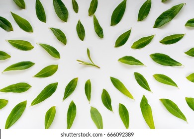 Healthy Light Green Tea Leaves Pattern Flat Lay