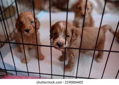 Healthy litter of 5 weeks old cockapoo puppies in golden colour. Puppies at the breeder's pen. Beautifully coated like a teddy bear.