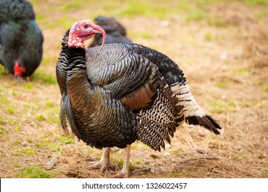 Healthy Live Turkey Bird In Among Other Fowl On A Farm