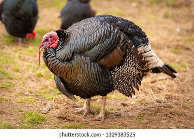 Healthy Live Turkey Bird In Among Other Fowl On A Farm