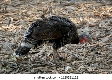 Healthy Live Turkey Bird In Among Other Fowl On A Farm. Two Turkeys Are Playing. - Image
