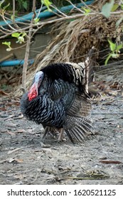 Healthy Live Turkey Bird In Among Other Fowl On A Farm. Two Turkeys Are Playing. - Image
