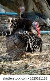 Healthy Live Turkey Bird In Among Other Fowl On A Farm. Two Turkeys Are Playing. - Image
