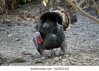 Healthy Live Turkey Bird In Among Other Fowl On A Farm. Two Turkeys Are Playing. - Image
