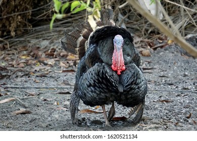 Healthy Live Turkey Bird In Among Other Fowl On A Farm. Two Turkeys Are Playing. - Image
