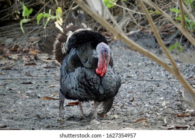 Healthy Live Turkey Bird In Among Other Fowl On A Farm. Two Turkeys Are Playing. - Image
