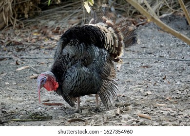 Healthy Live Turkey Bird In Among Other Fowl On A Farm. Two Turkeys Are Playing. - Image
