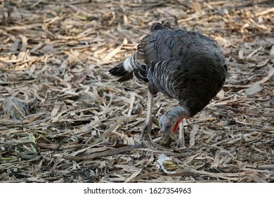 Healthy Live Turkey Bird In Among Other Fowl On A Farm. Two Turkeys Are Playing. - Image
