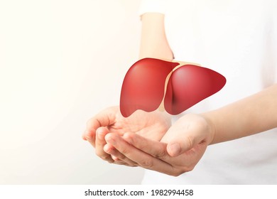 Healthy liver. Human hands holding liver symbol on white background. Protecting against liver disease and organ donation concept.