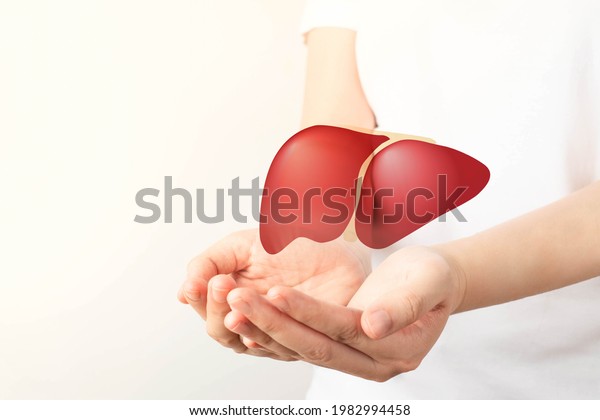 Healthy liver. Human hands holding liver symbol\
on white background. Protecting against liver disease and organ\
donation concept.