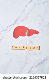 Healthy Liver Organ Donation Concept