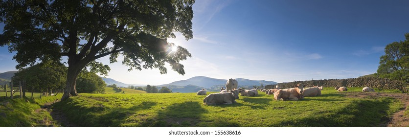 Healthy livestock enjoying the early morning sunlight, dry stone wall and gently rolling mountains in the background, Lake District, UK. Perspective corrected panorama detailed when viewed large.