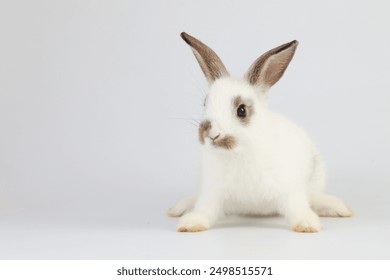 A healthy lovely baby brown bunny easter rabbit stand up on two legs on white background. Cute fluffy rabbit on white background Lovely mammal with beautiful bright eyes in nature life.Animal concept. - Powered by Shutterstock