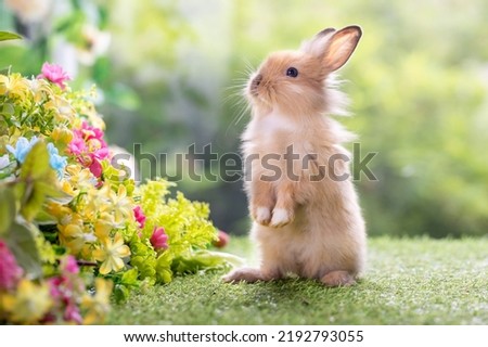 A healthy lovely baby brown bunny easter rabbit stand up on two legs with colorful flowers and easter eggs on green garden nature background on warmimg day. Symbol of easter day's animal. 