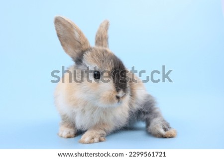 A healthy lovely baby brown bunny easter rabbit on blue background. Cute fluffy rabbit on blue background Lovely mammal with beautiful bright eyes in nature life. Animal Easter symbol concept.