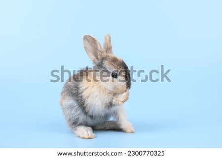 A healthy lovely baby brown bunny easter rabbit on blue background. Cute fluffy rabbit on blue background Lovely mammal with beautiful bright eyes in nature life. Animal Easter symbol concept.