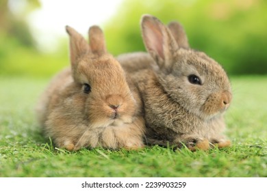 Healthy lovely baby bunny easter brown rabbit on green garden nature background. Cute fluffy rabbit, animal symbol of easter day festival. Happy new year 2023 rabbit zodiac Chinese year.