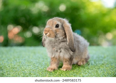 Healthy lovely baby bunny easter brown rabbit on green garden nature background. Cute fluffy rabbit, animal symbol of easter day festival. - Powered by Shutterstock