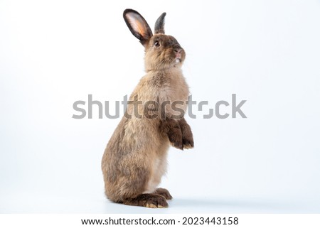 A healthy lovely brown bunny easter rabbit stand up on two legs on white background. Cute fluffy rabbit on white background Lovely mammal with beautiful bright eyes in nature life.Animal concept.