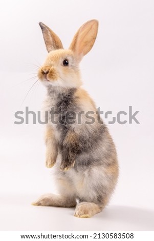 Healthy lovely brown bunny easter rabbit stand up on two legs on white background. Cute fluffy rabbit on white background Lovely mammal with beautiful bright eyes in nature symbol of easter day animal
