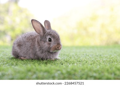 healthy Lovely bunny easter fluffy brown rabbits, cute baby rabbit on green garden nature background. The Easter brown hares. Close - up of a rabbit. Symbol of easter festival animal. - Shutterstock ID 2268457521