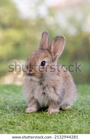 Healthy Lovely bunny easter fluffy brown rabbit, Cute baby rabbit on green garden nature background. The Easter brown hares. Close - up of a rabbit. Symbol of easter festival animal.