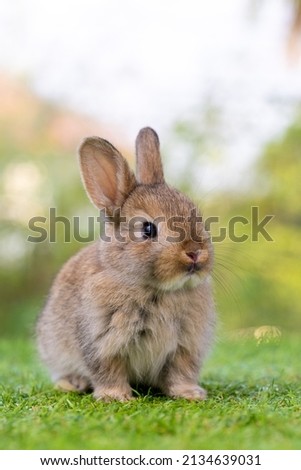 healthy Lovely bunny easter fluffy brown rabbits, Adorable baby rabbit on green garden nature background. The Easter brown hares. Close - up of a rabbit. Symbol of easter festival animal.