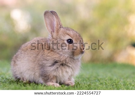 Healthy Lovely bunny easter fluffy brown rabbit, Cute baby rabbit on green garden nature background. The Easter brown hares. Close - up of a rabbit. Symbol of easter festival animal.