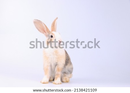 A healthy lovely bunny easter rabbit on white background. Cute fluffy rabbit on white background Lovely mammal with beautiful bright eyes in nature life.  Animal symbol of easter day.