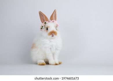 うさぎ の画像 写真素材 ベクター画像 Shutterstock