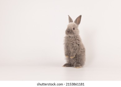 Healthy lovely grey bunny easter rabbit stand up on two legs on white background. Cute fluffy rabbit on white background Lovely mammal with beautiful bright eyes in nature symbol of easter day animal
