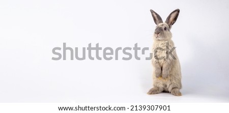Healthy lovely grey bunny easter rabbit stand up on two legs on white background. Cute fluffy rabbit on white background Lovely mammal with beautiful bright eyes in nature symbol of easter day animal