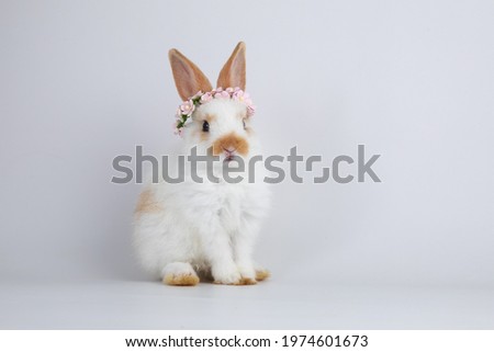 A healthy lovely white bunny easter rabbit stand up on two legs on white background. Cute fluffy rabbit on white background Lovely mammal with beautiful bright eyes in nature life.Animal concept.