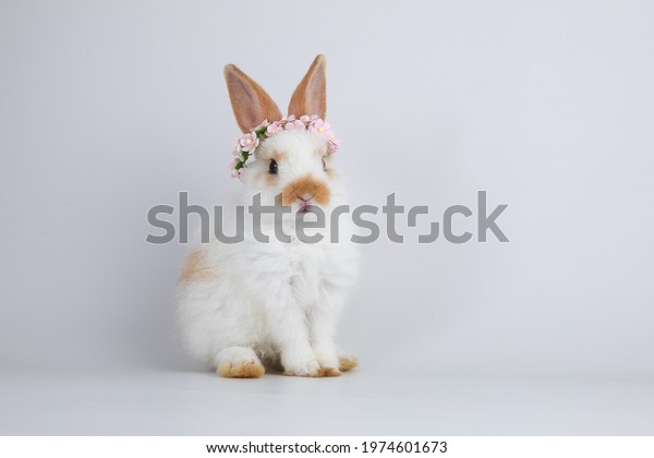 A healthy lovely white bunny easter rabbit stand
up on two legs on white background. Cute fluffy rabbit on white
background Lovely mammal with beautiful bright eyes in nature
life.Animal concept.