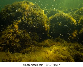 A Healthy Marine Environment With Plenty Of Small Fish In The Sound, Sweden. Green Ocean Water With Stones Covered By Yellow Seaweed