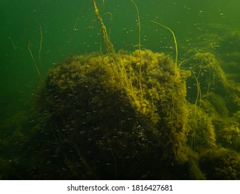 A Healthy Marine Environment With Plenty Of Small Fish In The Sound, Sweden. Green Ocean Water With Stones Covered By Yellow Seaweed