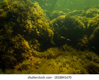 A Healthy Marine Environment With Plenty Of Small Fish In The Sound, Sweden. Green Ocean Water With Stones Covered By Yellow Seaweed