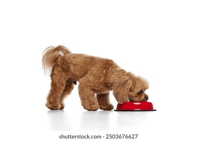 Healthy nutrition. Adorable dog. purebred Poodle eating food from bowl isolated on white background. Concept of animals, domestic pet, care, vet, joy and fun, pet friend. Copy space for ad - Powered by Shutterstock