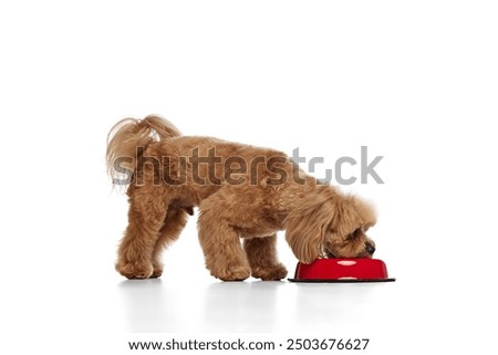 Healthy nutrition. Adorable dog. purebred Poodle eating food from bowl isolated on white background. Concept of animals, domestic pet, care, vet, joy and fun, pet friend. Copy space for ad