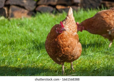 81 Irish hen Images, Stock Photos & Vectors | Shutterstock