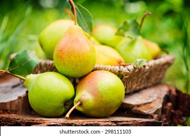 Healthy Organic Pears in the Basket. - Shutterstock ID 298111103