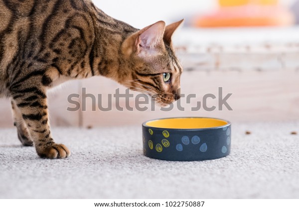 healthy pet diet. quality food and bowls. cat\
dinner time. beautiful bengal\
kitty.