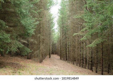Healthy pine trees near a forest path.