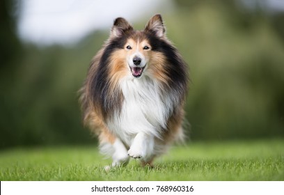 Healthy Purebred Dog Photographed Outdoors In The Nature On A Sunny Day.